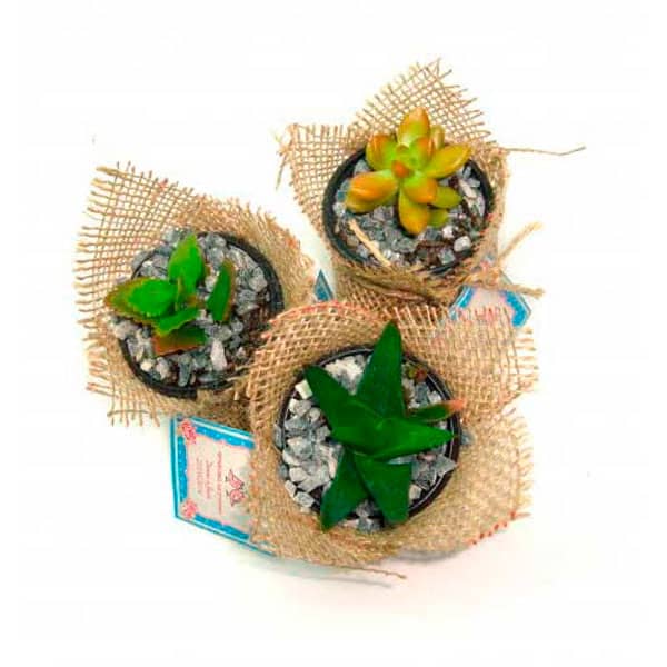 Mini Suculenta Jutinha
